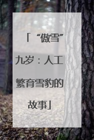 “傲雪”九岁：人工繁育雪豹的故事