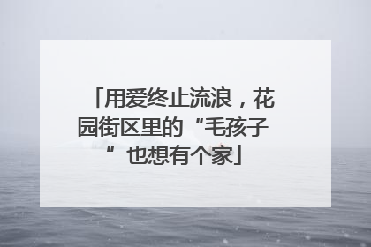 用爱终止流浪，花园街区里的“毛孩子”也想有个家