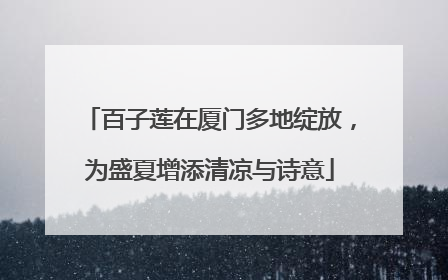 百子莲在厦门多地绽放，为盛夏增添清凉与诗意