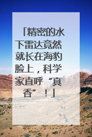 精密的水下雷达竟然就长在海豹脸上，科学家直呼“真香”！
