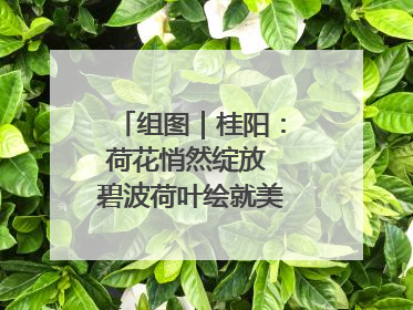 组图｜桂阳：荷花悄然绽放 碧波荷叶绘就美好夏日画卷