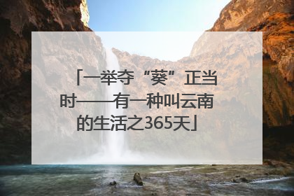 一举夺“葵”正当时——有一种叫云南的生活之365天
