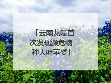 云南龙陵首次发现濒危物种大叶苹婆