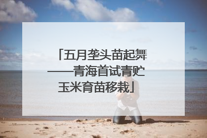 五月垄头苗起舞——青海首试青贮玉米育苗移栽