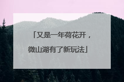 又是一年荷花开，微山湖有了新玩法
