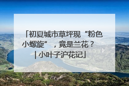 初夏城市草坪现“粉色小螺旋”，竟是兰花？ | 小叶子沪花记