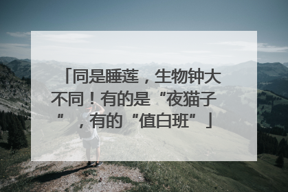 同是睡莲，生物钟大不同！有的是“夜猫子”，有的“值白班”
