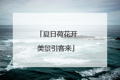 夏日荷花开 美景引客来