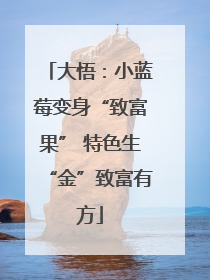 大悟：小蓝莓变身“致富果” 特色生“金”致富有方
