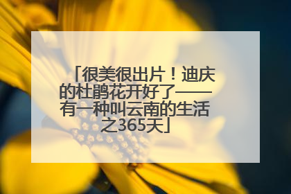 很美很出片！迪庆的杜鹃花开好了——有一种叫云南的生活之365天