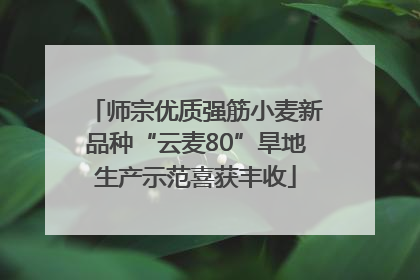 师宗优质强筋小麦新品种“云麦80”旱地生产示范喜获丰收