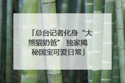 总台记者化身“大熊猫奶爸” 独家揭秘国宝可爱日常