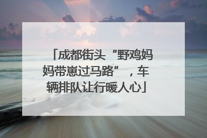 成都街头“野鸡妈妈带崽过马路”，车辆排队让行暖人心