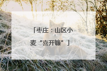 枣庄：山区小麦“喜开镰”