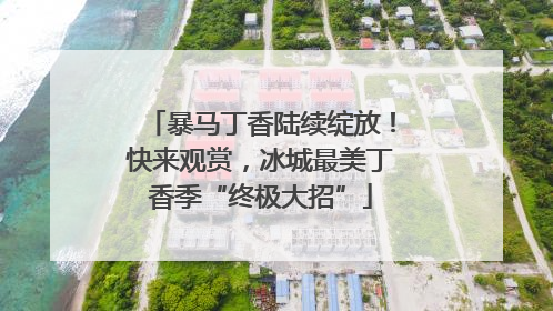暴马丁香陆续绽放！快来观赏，冰城最美丁香季“终极大招”