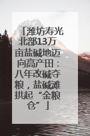 潍坊寿光北部13万亩盐碱地迈向高产田：八年改碱夺粮，盐碱滩拱起“金粮仓”
