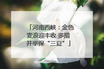 河南西峡：金色麦浪迎丰收 多措并举保“三夏”