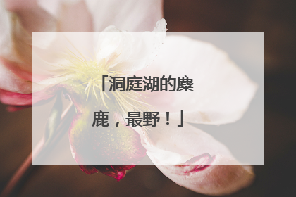 洞庭湖的麋鹿，最野！