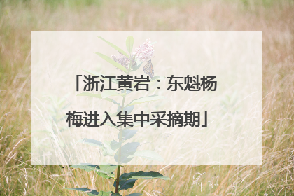 浙江黄岩：东魁杨梅进入集中采摘期