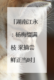 湖南江永：杨梅缀满枝 采摘尝鲜正当时