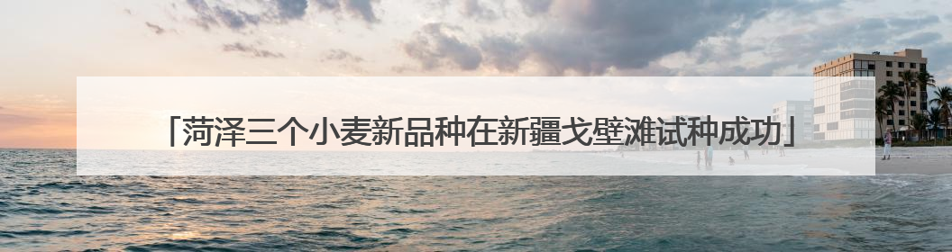 菏泽三个小麦新品种在新疆戈壁滩试种成功