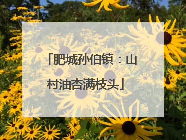 肥城孙伯镇：山村油杏满枝头