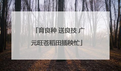 育良种 送良技 广元旺苍稻田插秧忙