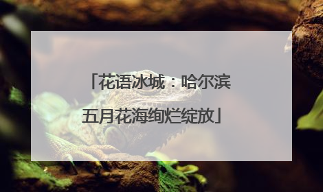 花语冰城：哈尔滨五月花海绚烂绽放