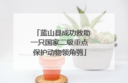 蓝山县成功救助一只国家二级重点保护动物领角鸮