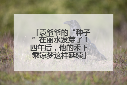 袁爷爷的“种子”在丽水发芽了！四年后，他的禾下乘凉梦这样延续