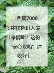 西集7000多亩樱桃进入最佳采摘期！这份“安心攻略”请收好