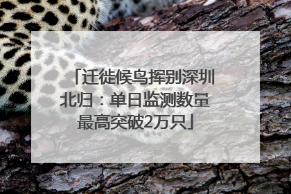 迁徙候鸟挥别深圳北归：单日监测数量最高突破2万只