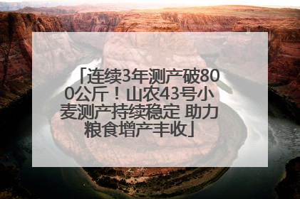 连续3年测产破800公斤！山农43号小麦测产持续稳定 助力粮食增产丰收