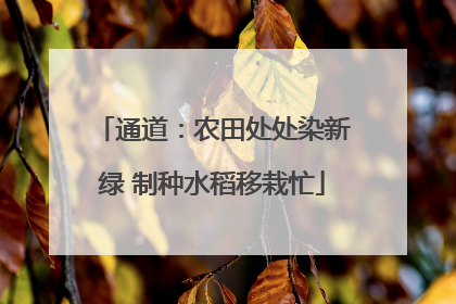 通道：农田处处染新绿 制种水稻移栽忙