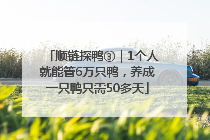 顺链探鸭③｜1个人就能管6万只鸭，养成一只鸭只需50多天