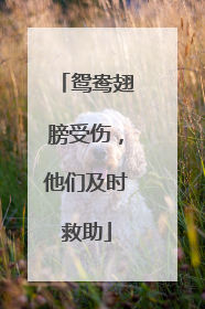 鸳鸯翅膀受伤，他们及时救助