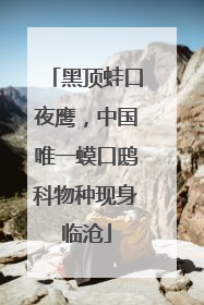 黑顶蛙口夜鹰，中国唯一蟆口鸱科物种现身临沧