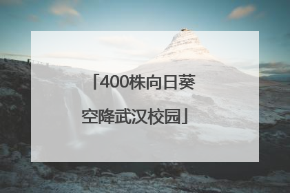 400株向日葵空降武汉校园